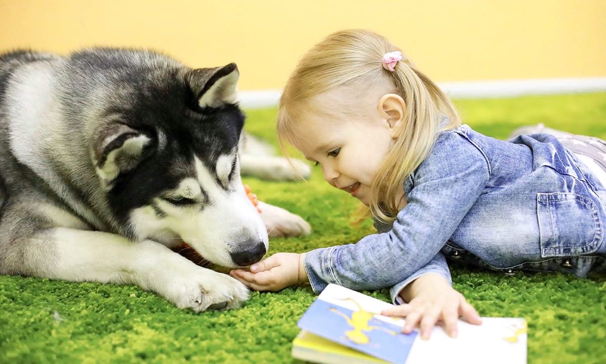 https://bili-bilingual.com/wp-content/uploads/2020/01/Собака-Деймон-учит-английскому-1200x720.jpg